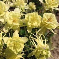 Aquilegia 'Sunshine' Seeds - Frilly Double Blooms - 1 Packet (40 Seeds)