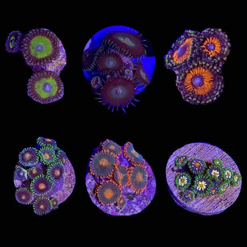 Mystery zoanthid - pack),