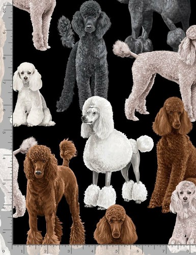 Dogs poodle white brown - poodle,
