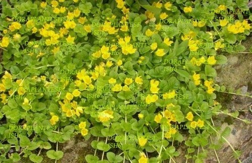 Golden creeping jenny - creeping,