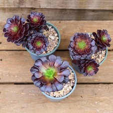 Aeonium Tip Top  9cm Pot