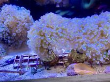 marine coral pink-tip frogspawn euphillia LPS cutting