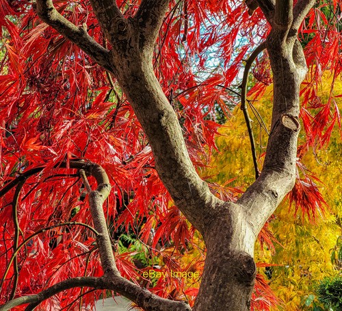 Photo 6x4 acer - acer, palmatum