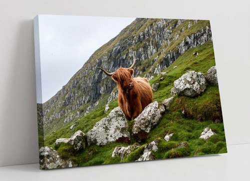 Highland cow large canvas - cow,