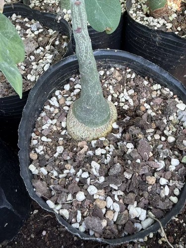 Rarecacti adenia glauca caudex - rarecacti,