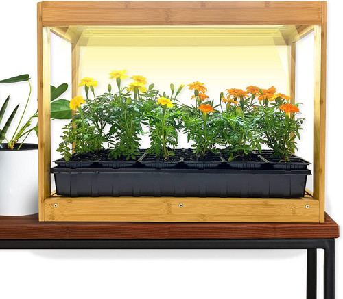 Bamboo tabletop greenhouse - bamboo,