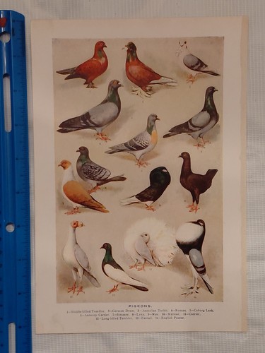 Antique chromolithograph print - chromolithograph,