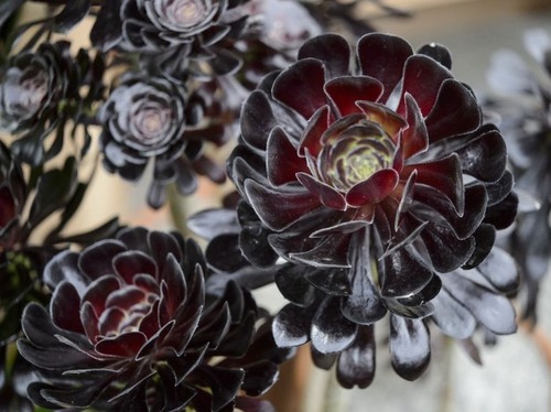 Aeonium schwarzkopf house - aeonium, schwarzkopf|