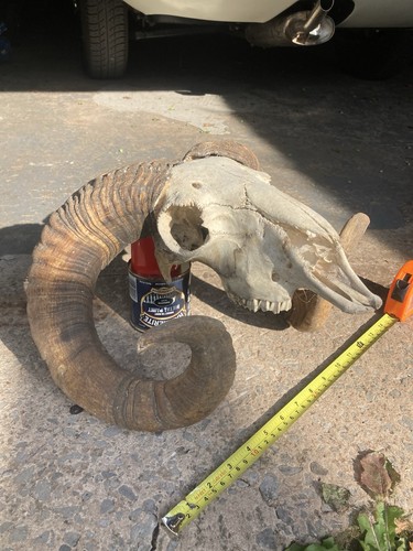 Real ram skull - real, horns
