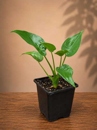Alocasia cucullata plant 9cm - cucullata,