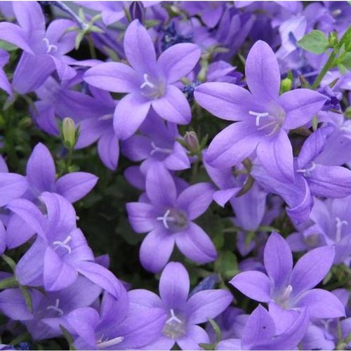 Campanula portenschlagiana
