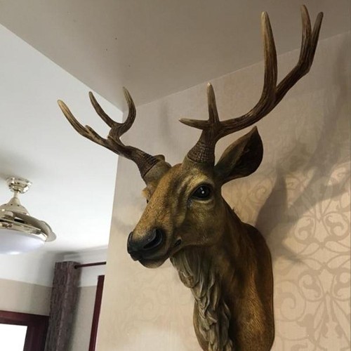 New elk mount taxidermy - new,