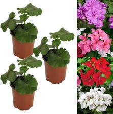 Trailing Geranium Plant in 9cm