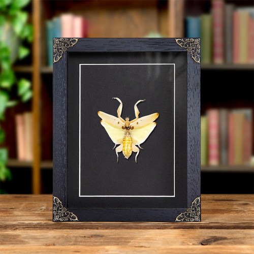 Orchid mantis baroque style - mantis,