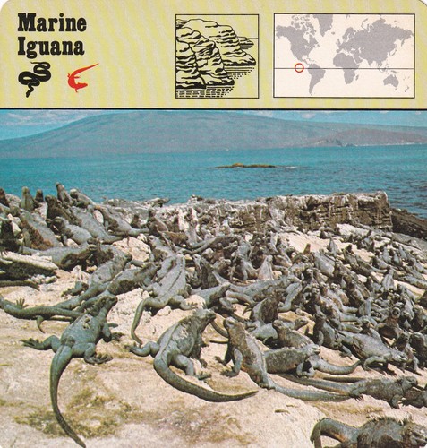 Marine iguana the - marine,