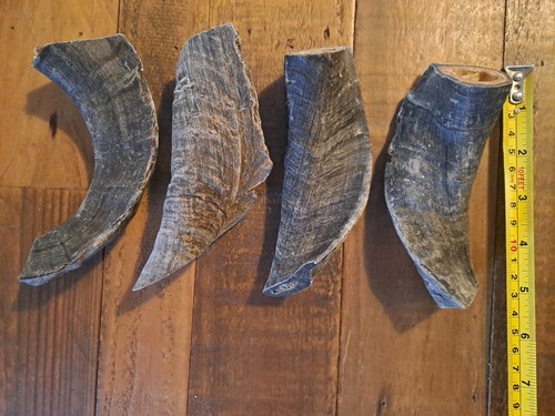 Natural ram horn - x, organic