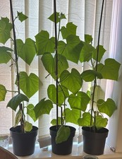 Cucumber ????Plug Plants X4 Marketmore Vegetable Garden