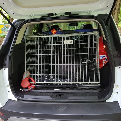 Sloping dog pet - dog,