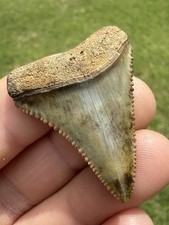 Museum Quality NC River Great