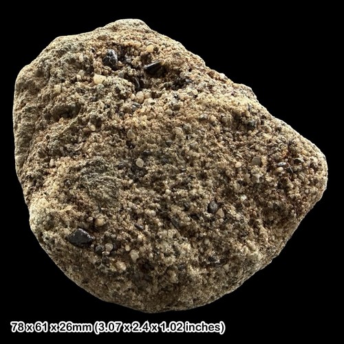Severnichthys fish tooth - fish,