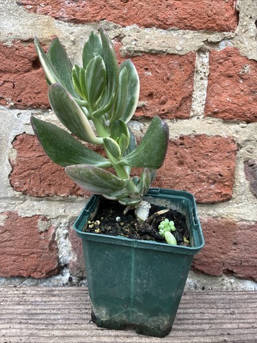 Crassula ovata verigata - crassula,