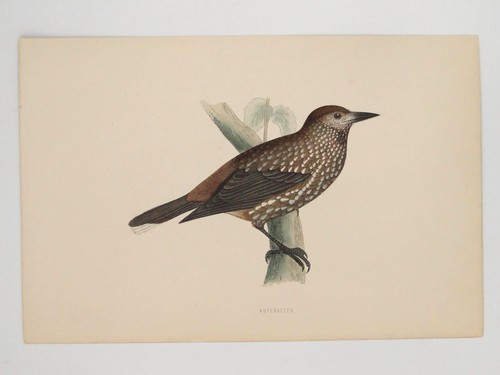 Nutcracker british bird print - nutcracker,