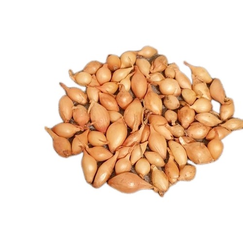Centurion onion sets - centurion,