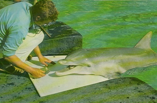Postcard bottle nosed - ,