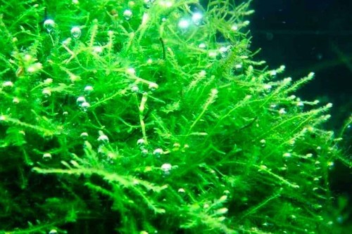 20g java moss shrimp - 20g, safe
