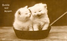 Cat Kittens Postcard Antique