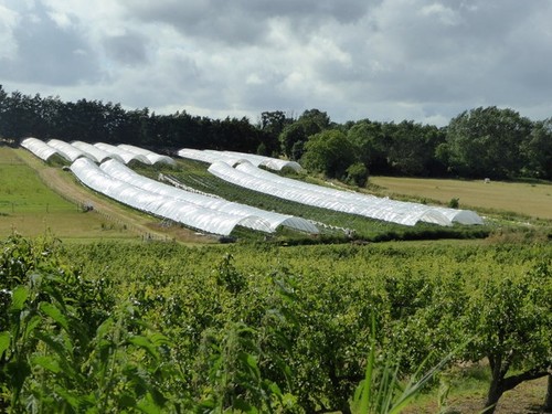 Photo 6x4 covered crops - photo,