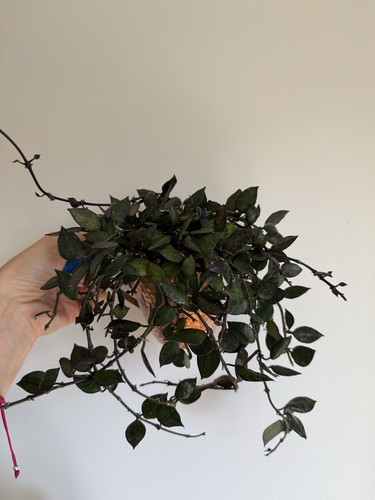 Hoya krohniana black - hoya,