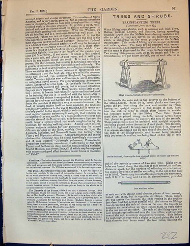Old garden 1878 transplanting - garden,