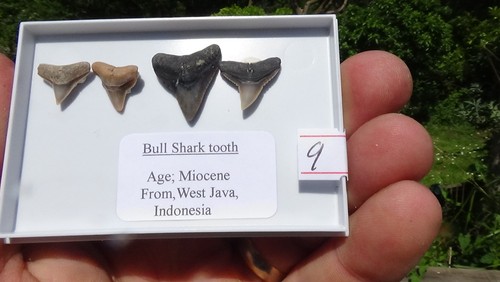 Set 4 bull shark - 4,