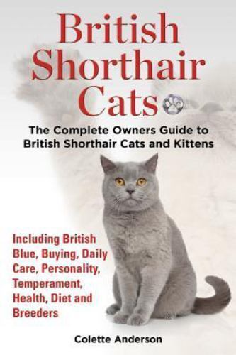British shorthair cats the - british,