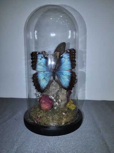 Vintage butterfly taxidermy - vintage,