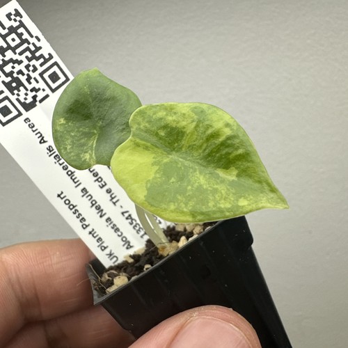 Alocasia nebula imperialis - nebula,