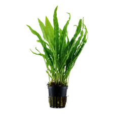 Microsorum pteropus Java Fern