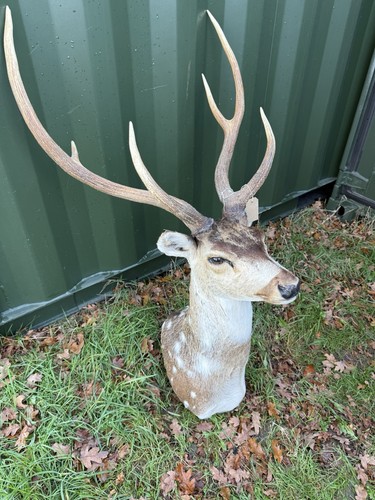 Axis deer rare and beautiful - axis,