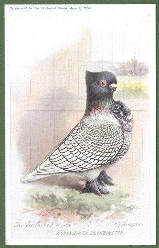 The feathered world aids to - the,