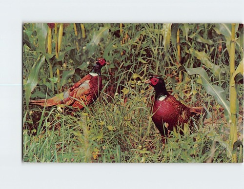 Postcard ring necked pheasants - ring-necked,