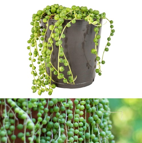 Senecio rowleyanus string of - senecio,