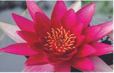 Escarboucle water lily - , pond
