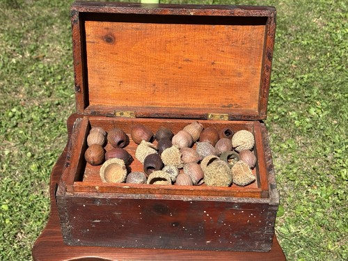 Antique specimen box with bur - antique,