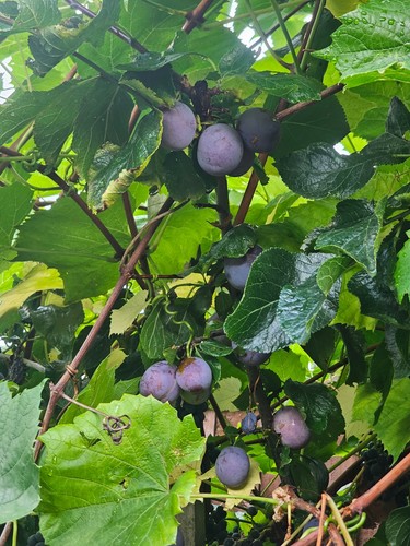 Plum tree cuttings - tree, scions
