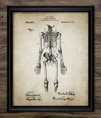 Anatomical skeleton patent - anatomical,