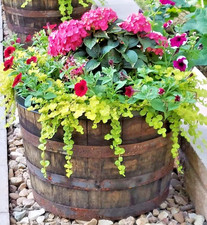 LARGE OAK HALF WHISKY BARREL 100Lt Garden Planter Tree Shrub Bush Flower Pot Tub