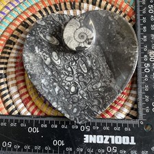 Fossil Goniatite & Orthoceras