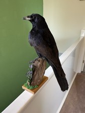 Taxidermy A Crow, This Is Not