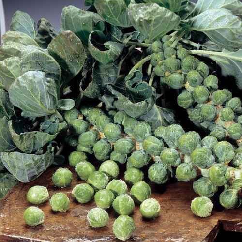Brussels sprout maximus f1 - -,